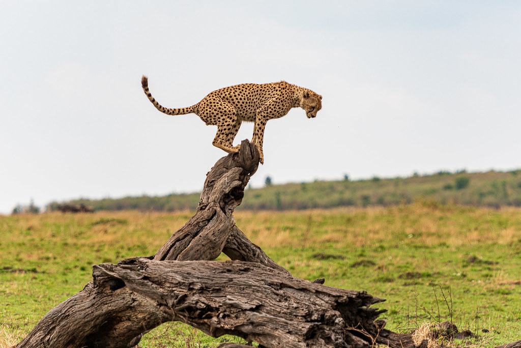 54220223145_5e0fa760fb_b