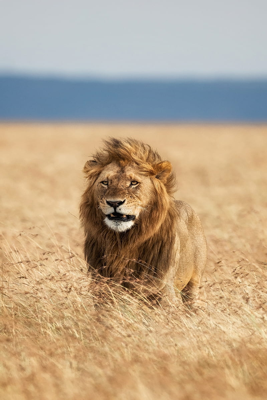 lion_resized