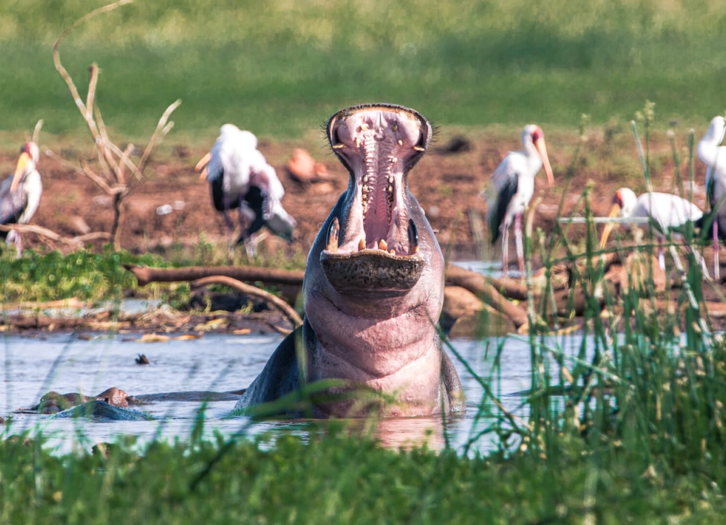 lake manyara e1776315175278