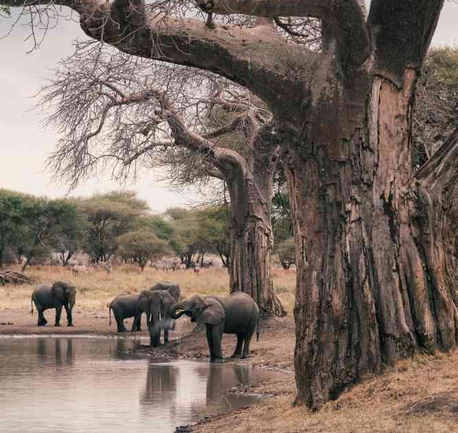 tarangire e1776316057420